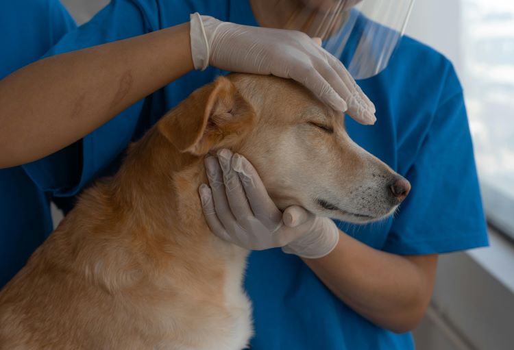 A dog being examined by a veterinarian wearing gloves.