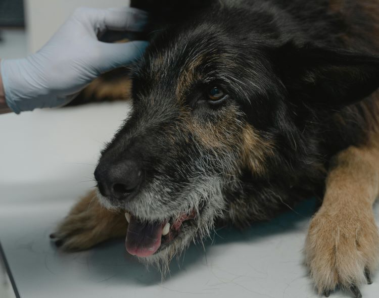 A dog at a vet exam getting prepped for surgery.