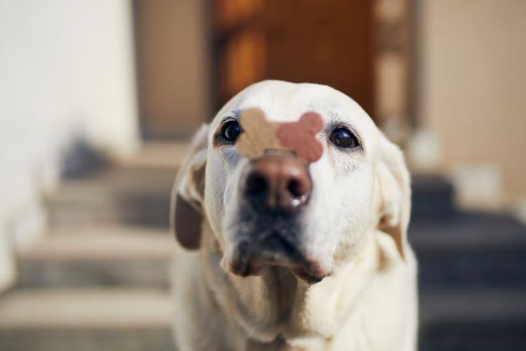 dog-with-treat-on-nose