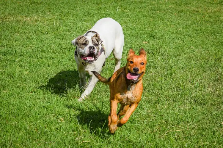 Two properly socialized dogs chasing one another playfully in a sunny field.