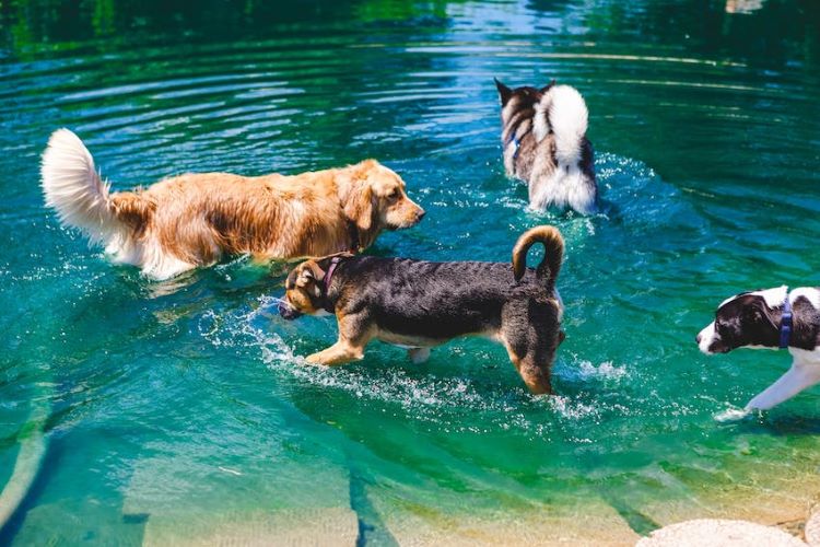 dogs-in-water-summer