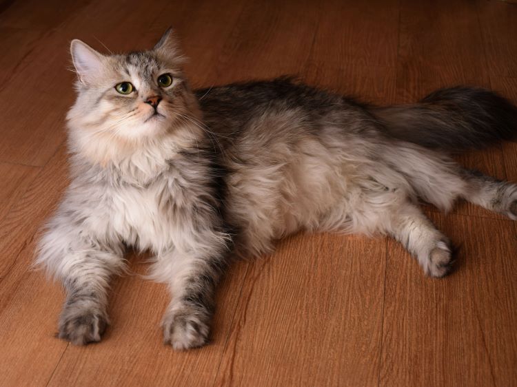 Gray domestic longhair cat laying on a wood floor.