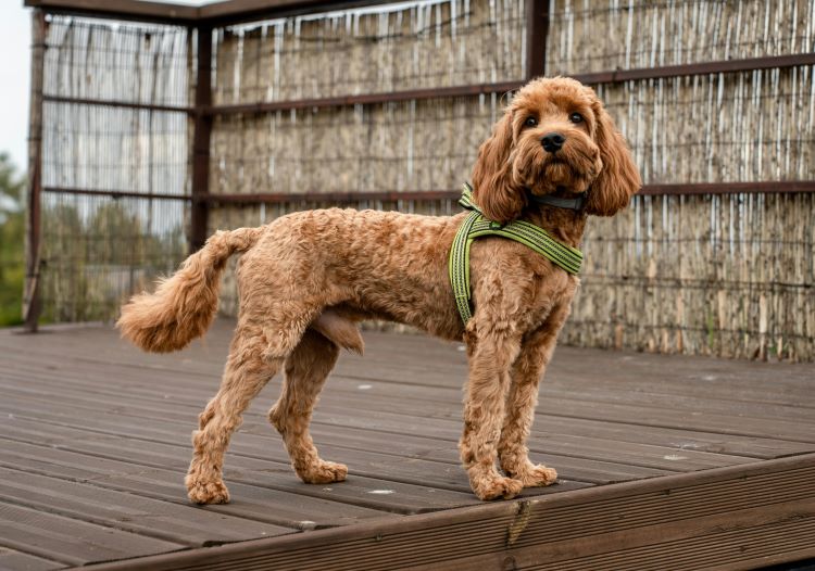 A light brown type of poodle mix dog standing outside on a weed deck wearing a harness.
