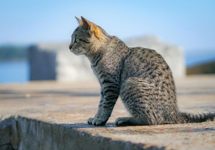 An egyptian mau cat with with grey coat and light spots all along its back.
