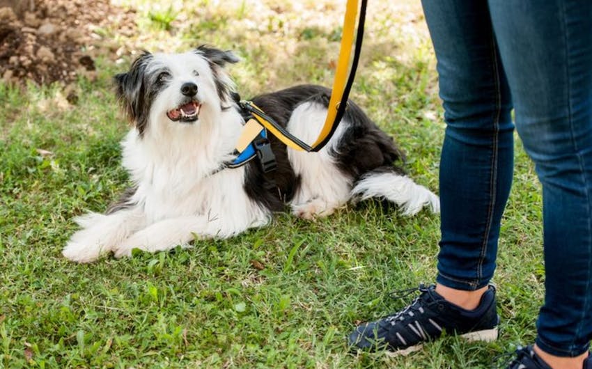 Emotional support dog laying down on grass.
