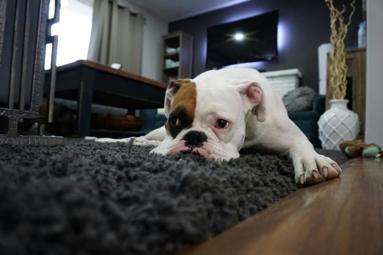 english-bulldog-floor