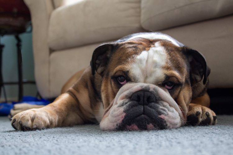 Close up of English Bulldog lying on floor.