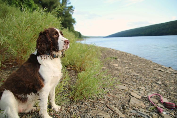 A stressed-looking English Springer Spaniel sitting by a lake as one of the most stressed-out dog breeds.