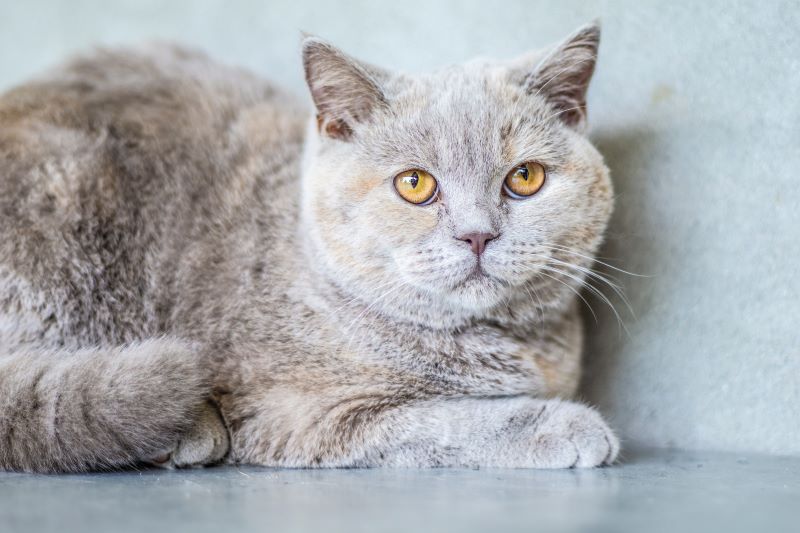Exotic shorthair cat with gray brown fur and yellow eyes.
