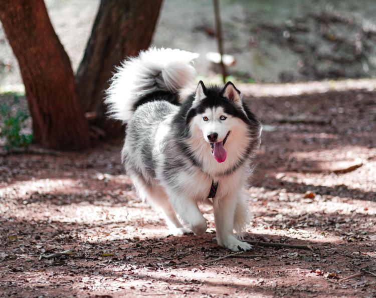 A long-haired Alaskan Malamute running in the woods.