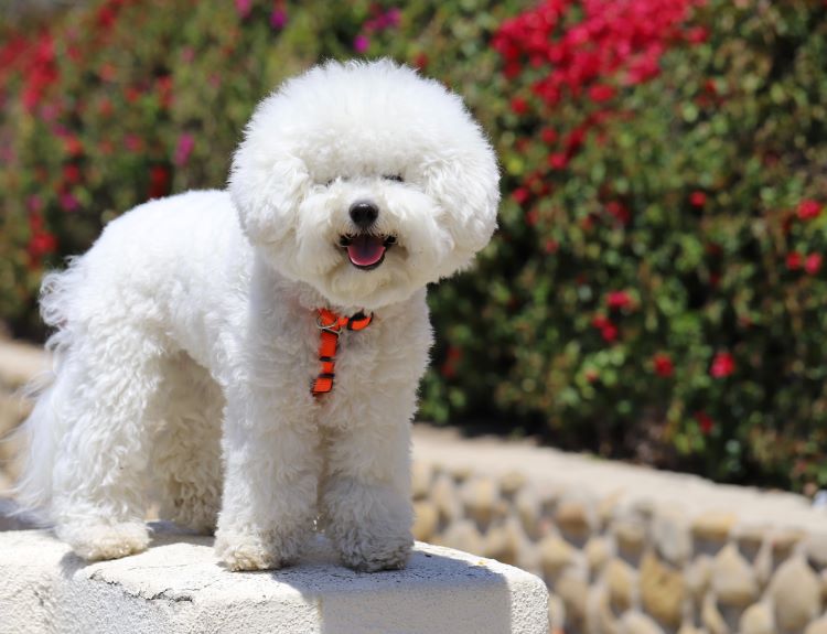 Fluffy Bichon Frise dog in an orange harness outdoors on concrete.