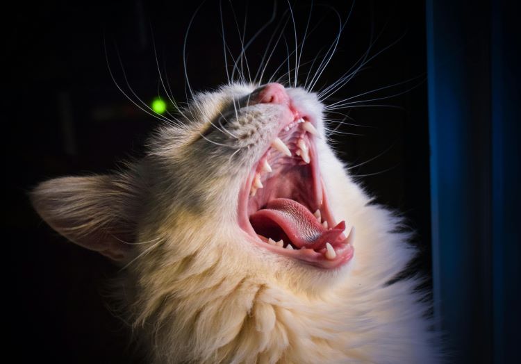 fluffy-cat-yawn-whiskers
