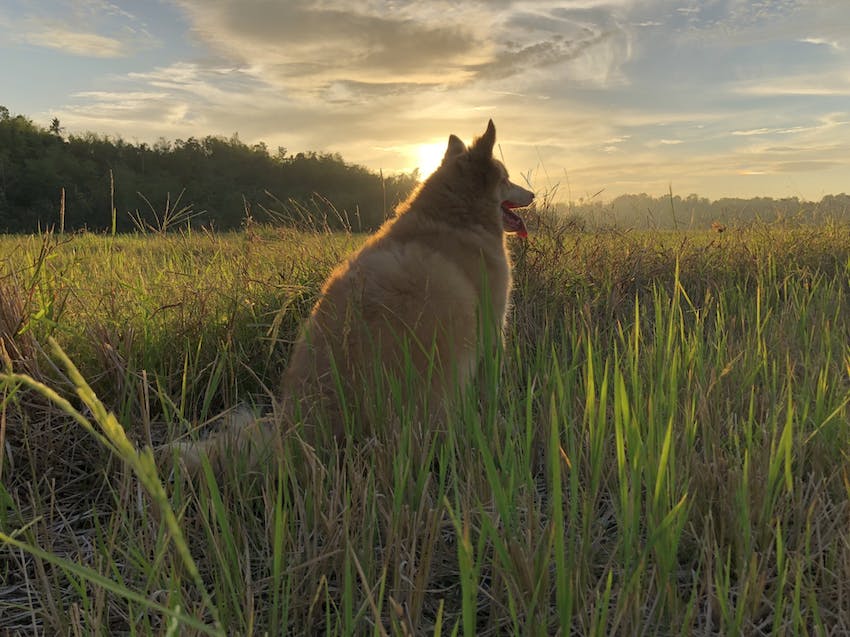 A fluffy dog sits in a field with a sunset in the background.