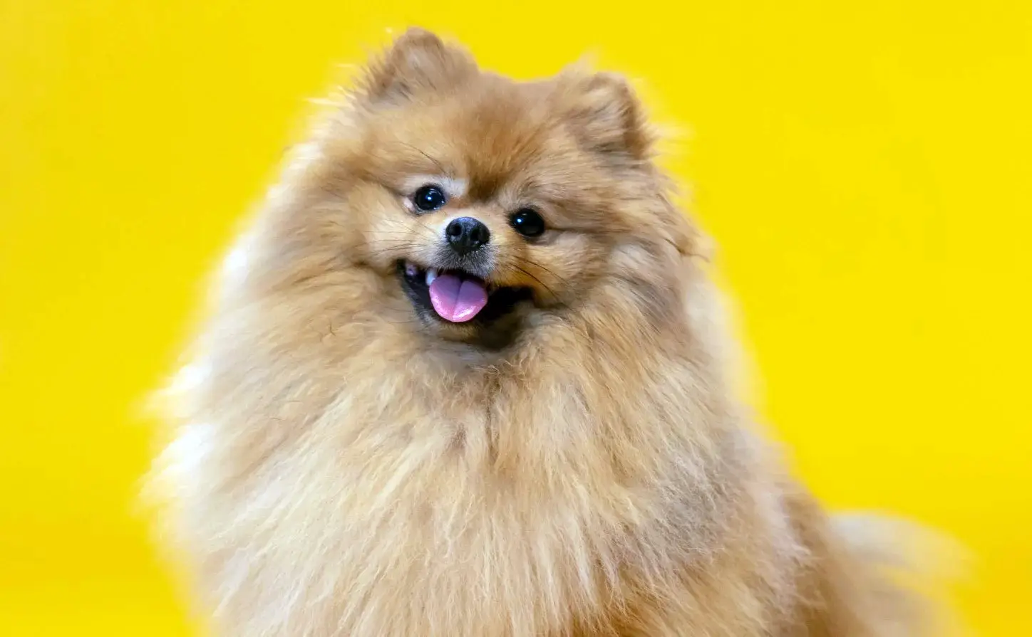 Brown fluffy Pomeranian with tongue out looking happy in front of a yellow wall.