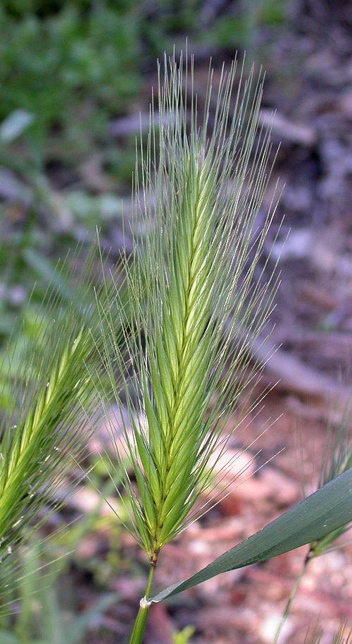example of foxtail
