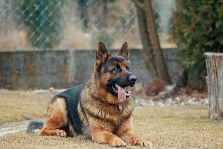 German Shepherd dog laying outdoors on grass with a fence in behind them.