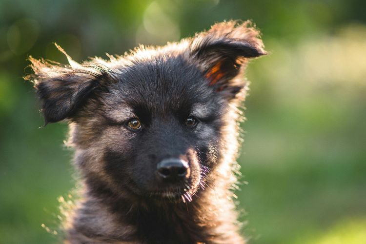 german-shepherd-puppy