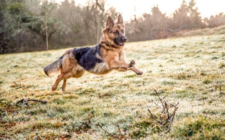 german-shepherd-runs