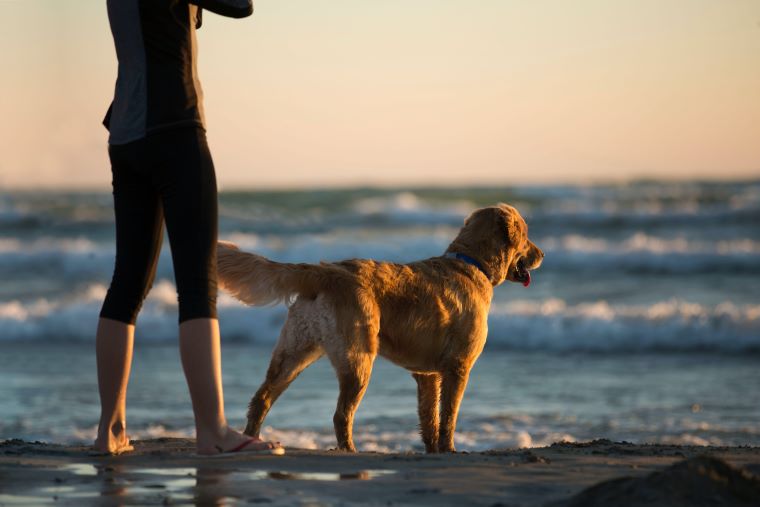 A Golden Retriever at the beach with their pet owner staring out at the water.