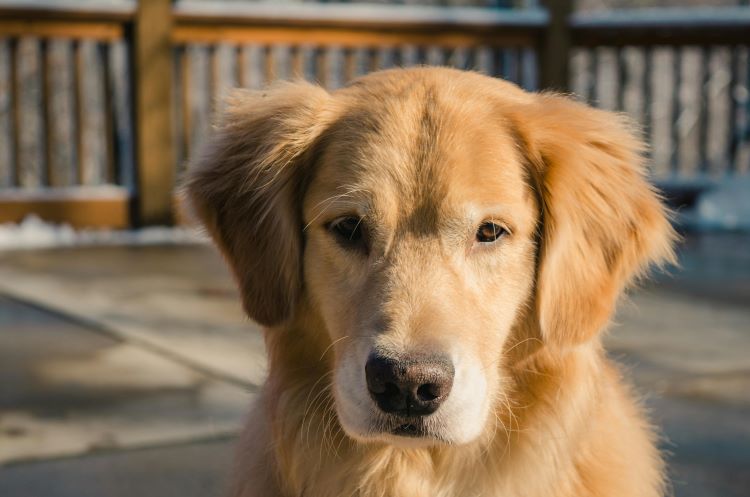 A golden retriever dog sitting on a patio.