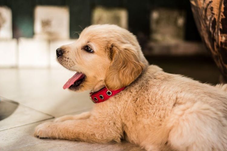 Golden Retriever puppy in a red collar laying on a floor yawning.
