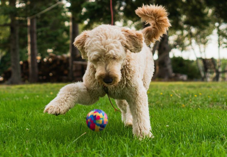A goldendoodle playing outside on green grass with a colorful ball.