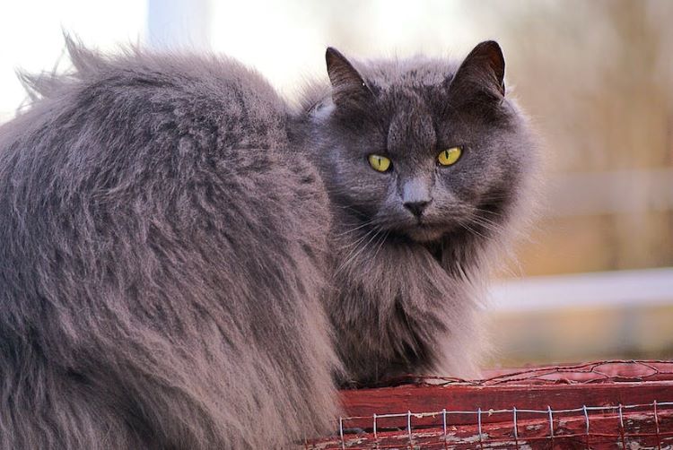 gray-long-hair-cat-on-fence
