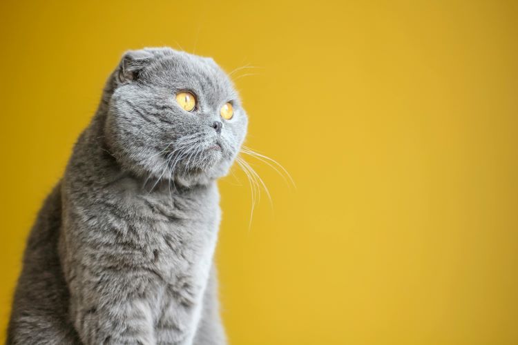 gray-scottish-fold