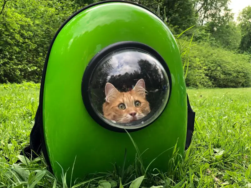 Orange cat in a green cat carrier backpack.