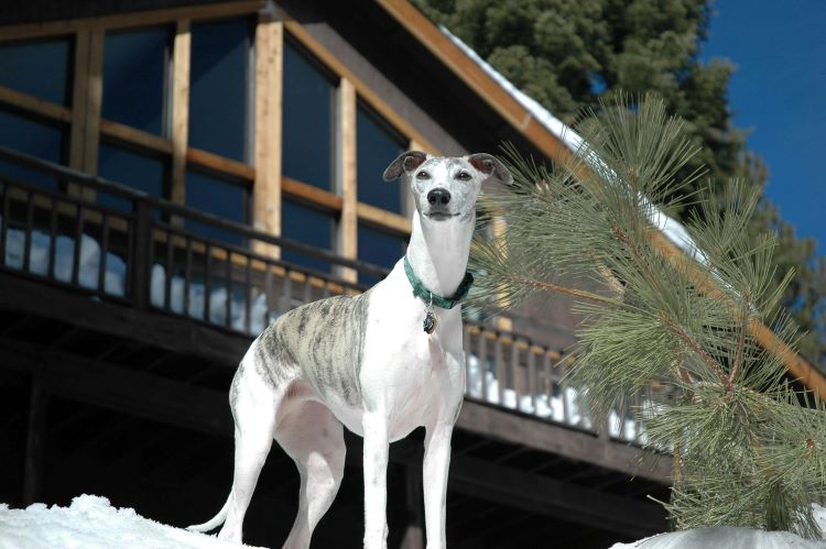 A multicolor Greyhound wearing a green collar standing in front of a house in the snow.