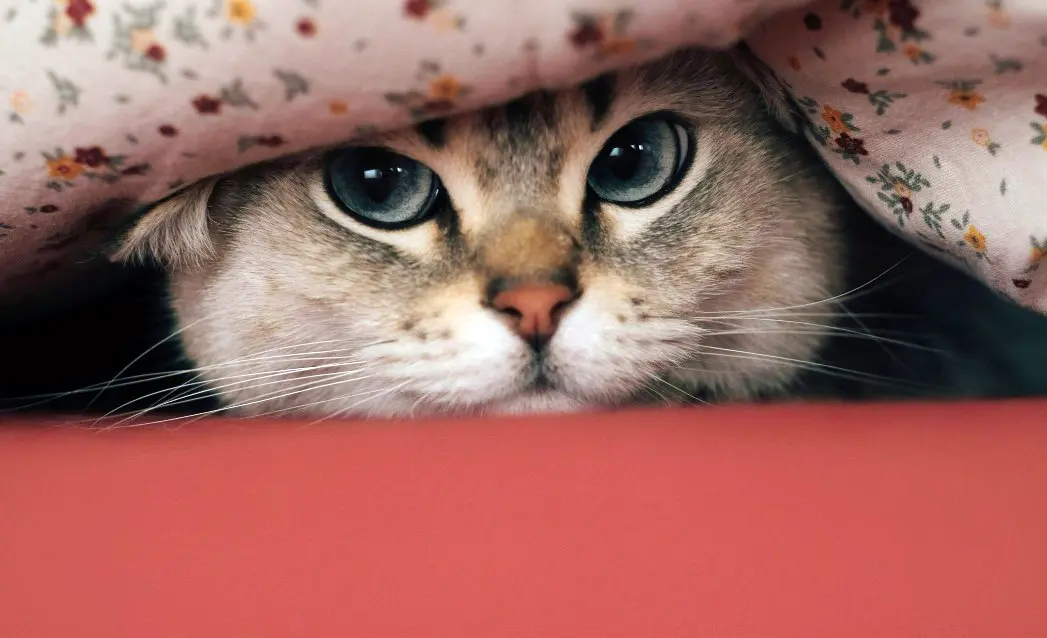 A grumpy-looking cat face peeking out from between two blankets.