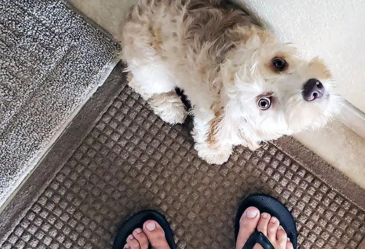 White dog looking up with a pet owner's feet visible.