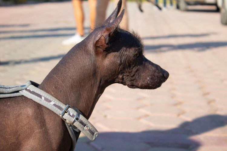 Side profile of a dark skinned hairless dog breed with sparse fur around its face.