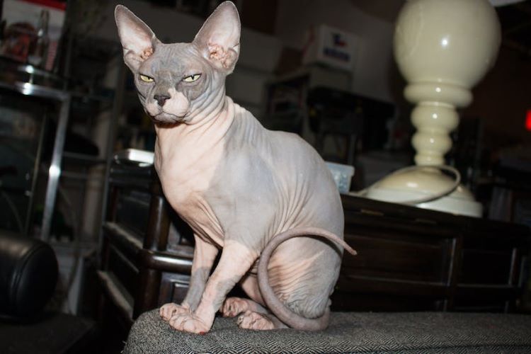 Hairless sphynx cat in a living room.