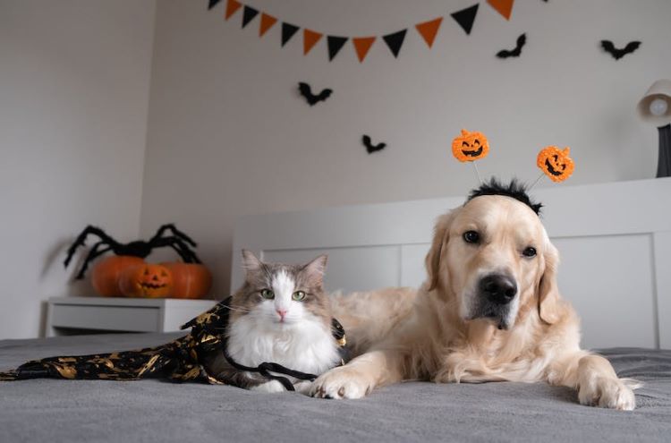 halloween-dog-and-cat
