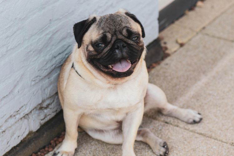 Happy Pug Resting