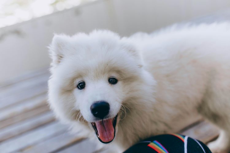 Happy white dog looking forward with tongue showing.