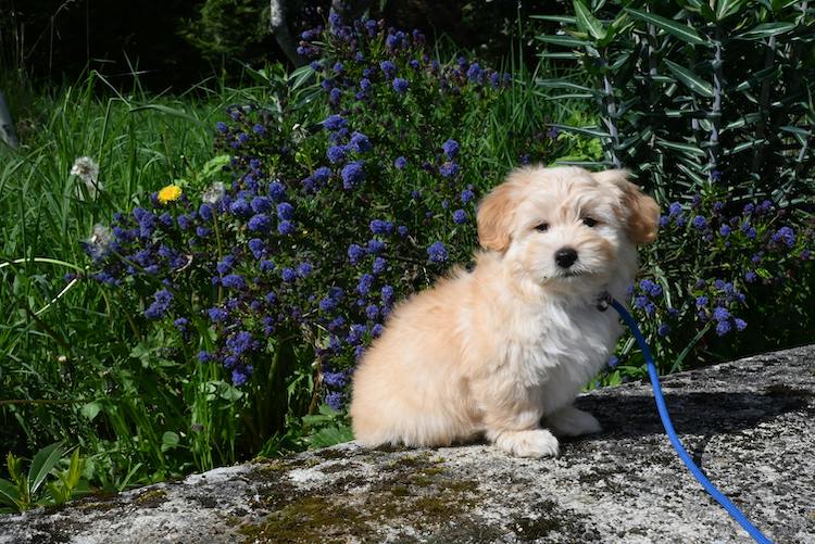 havanese-puppy-outdoors