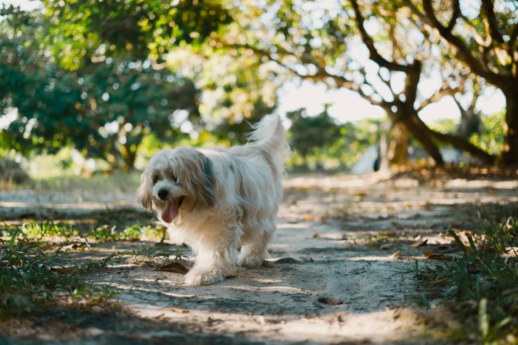 A Havanese dog with long, silky fur walking on a sandy path outdoors.