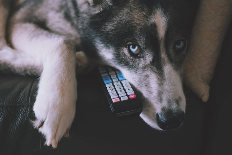 husky-dog-TV-remote