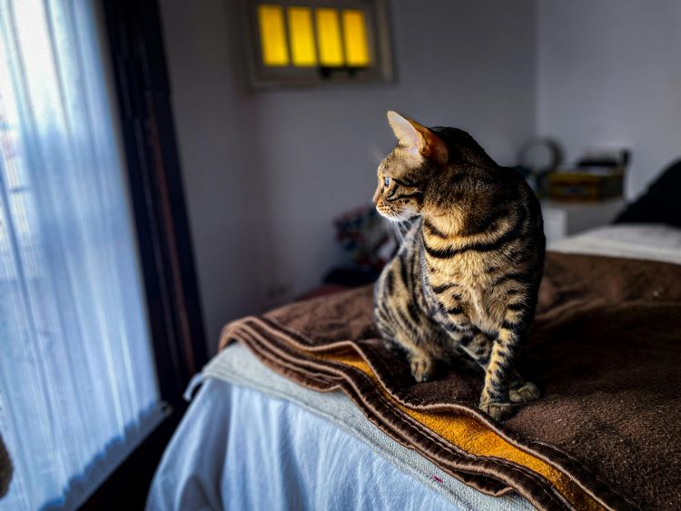 An indoor tabby cat sitting on top of blankets on a bed and looking out the bedroom window.
