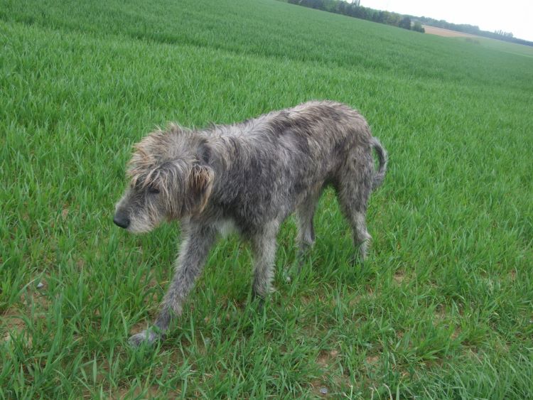 Gray Irish Wolfhound dog walking calmly outdoors.