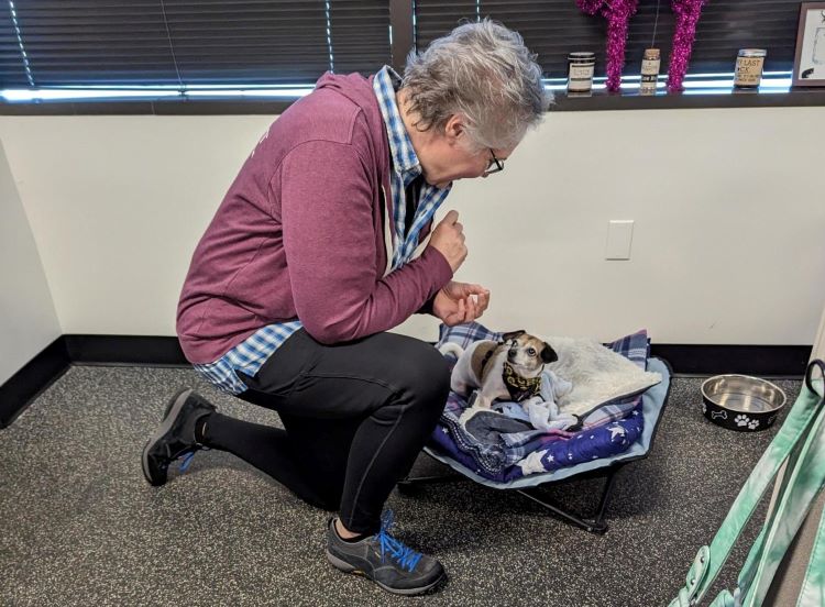 Lead dog walker at Trupanion giving a treat to a small office dog.