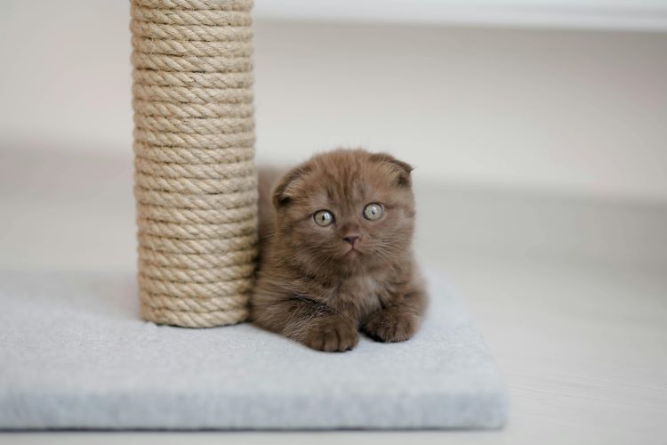Kitten with folded ears laying at the base of a DIY cat scratch post.