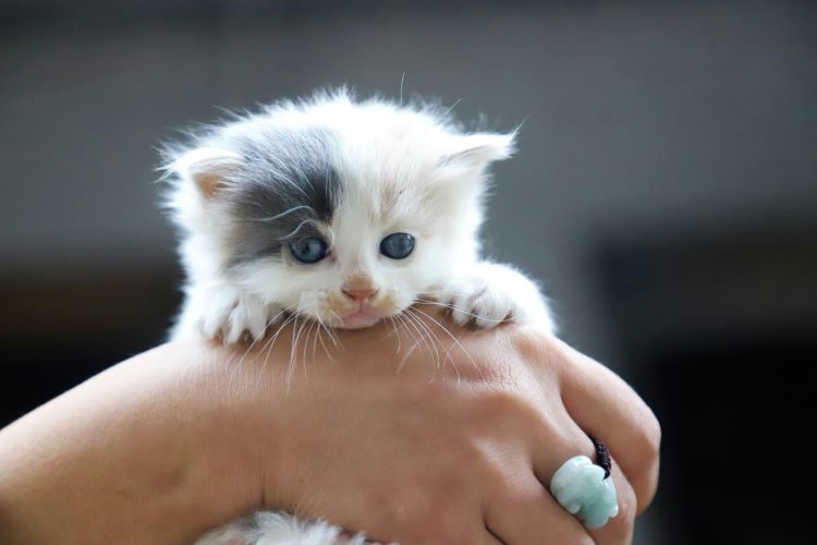 An expensive kitten being held by a hand with a ring on the middle finger.