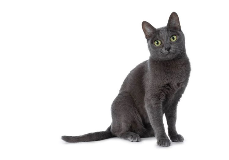 A sitting Korat cat with the breed's standard gray coat and green eyes.