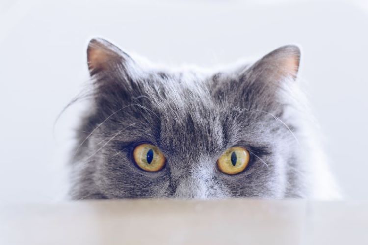 Large gray cat face with yellow eyes peeking out.