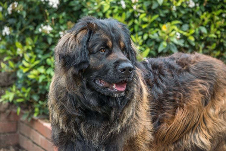 Large Leonberger dog standing outside in front of green foliage.