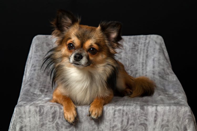 A long-haired Chihuahua sitting on a gray chair.