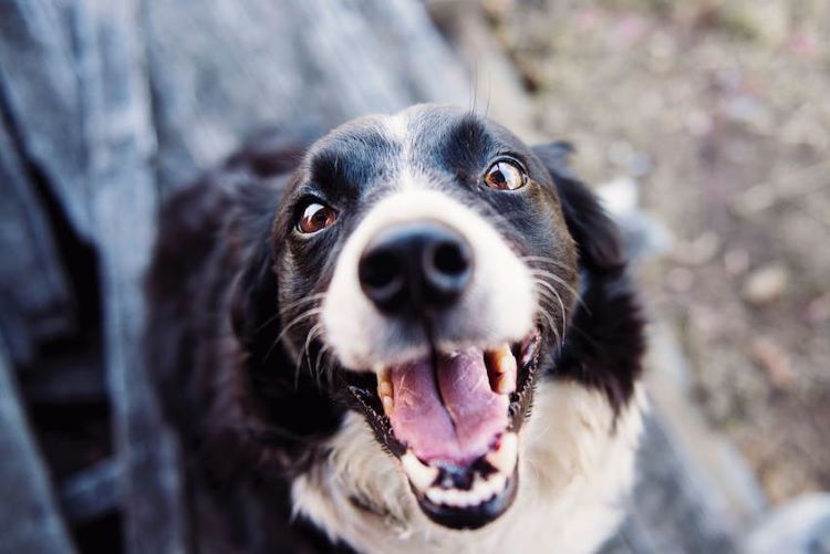 A black and white dog looking up lovingly.